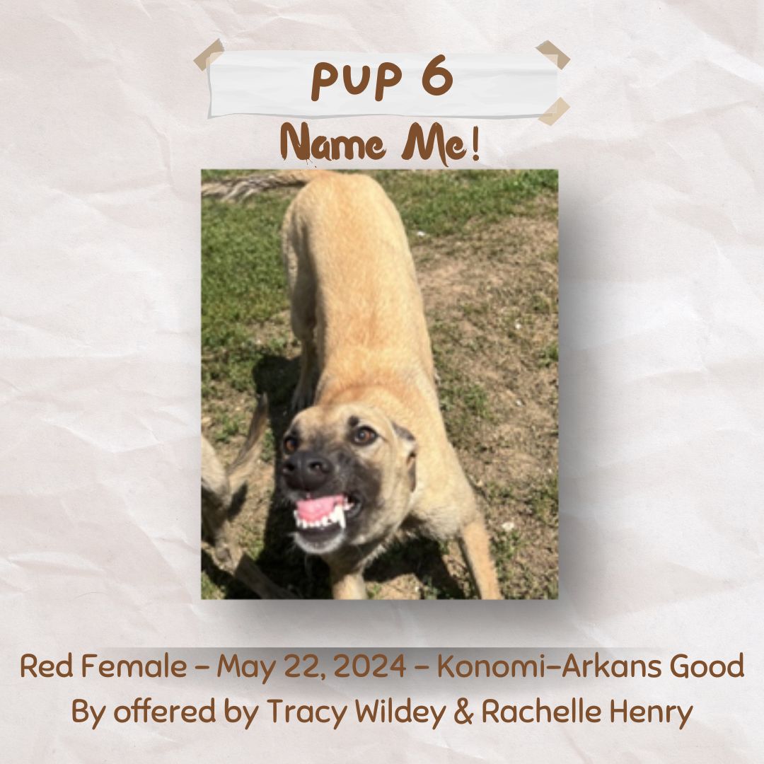 Pup Giveaway 2025 - Annual Fundraiser for the Greyhound Hall of Fame