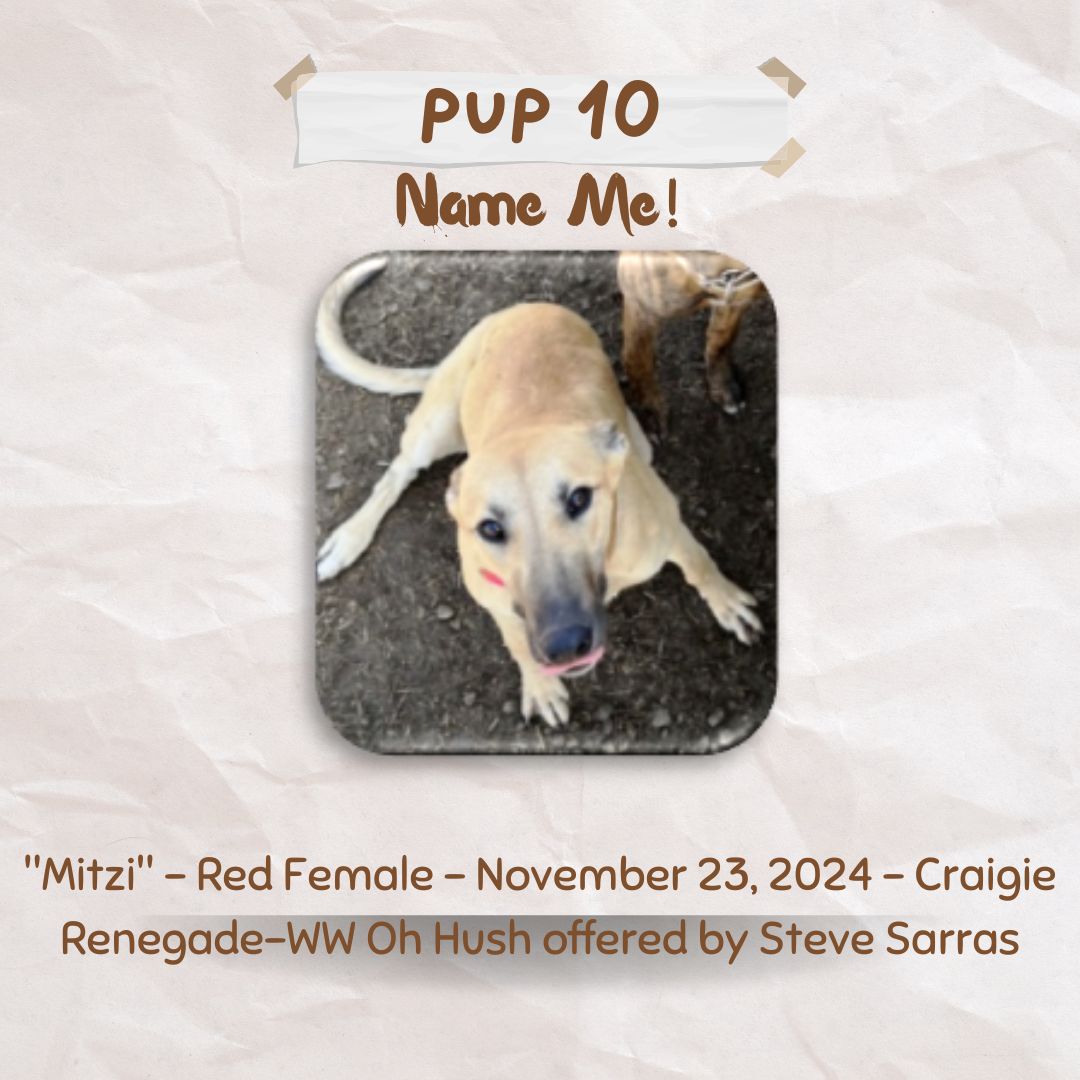 Pup Giveaway 2025 - Annual Fundraiser for the Greyhound Hall of Fame