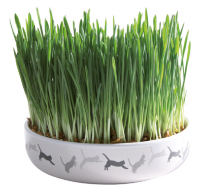 Ecuelle en céramique avec herbe à chat