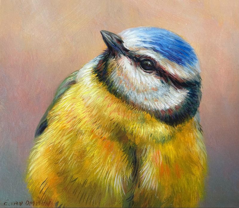 Mésange bleue (E. van Ommen)
