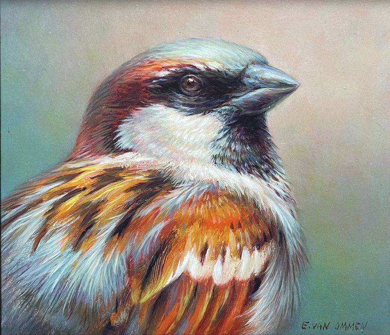 Moineau (E. van Ommen)