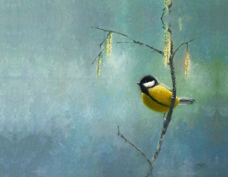 Mésange charbonnière (Glimmerveen) Mésange charbonnière (Glimmerveen)