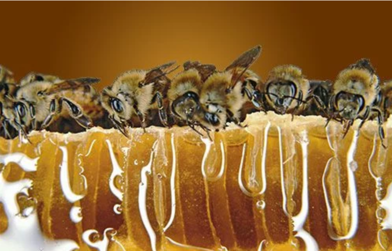 Suffolk Premium RAW Woodland Honey