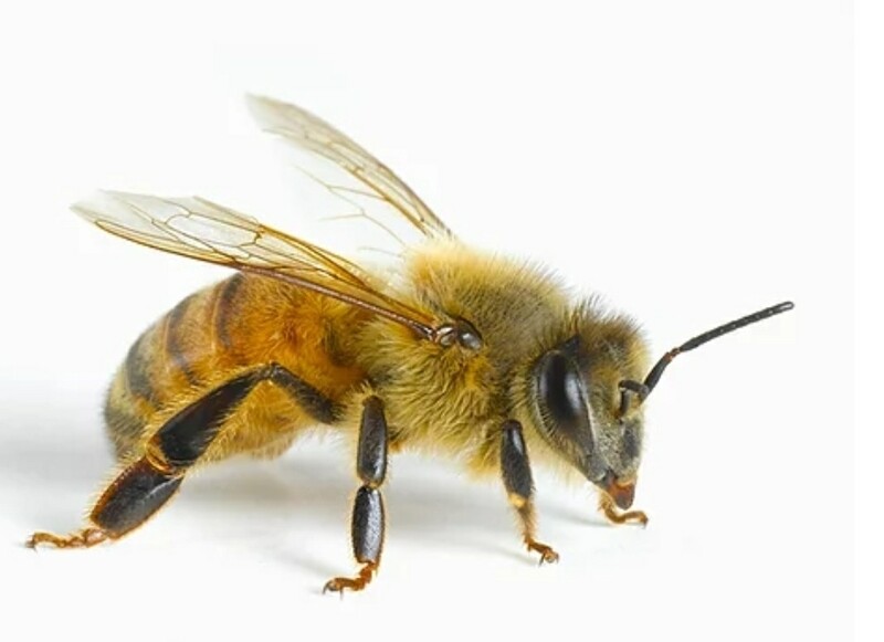 Honey Bee Chimney Removal Deposit