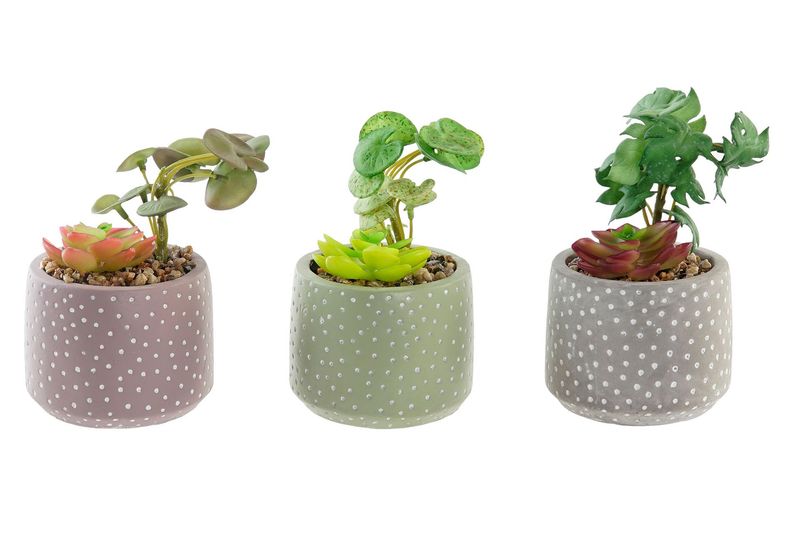 PLANTA CEMENTO PE MATE