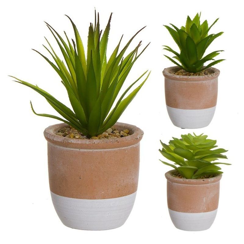 CACTUS MACETA TERRACOTA