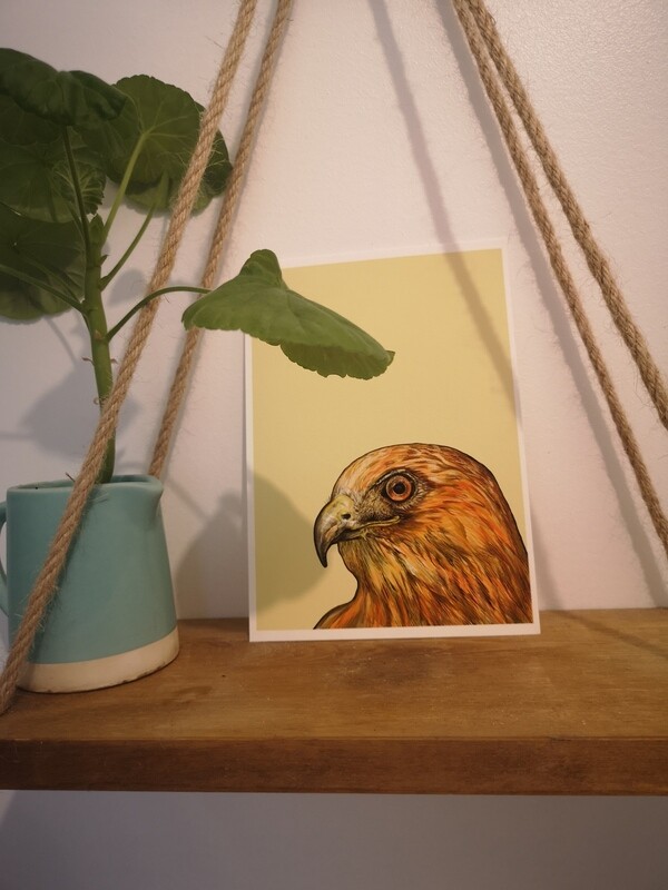 Red-shouldered Hawk SALE PRICE £8