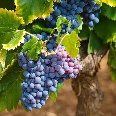 VINS ROUGES