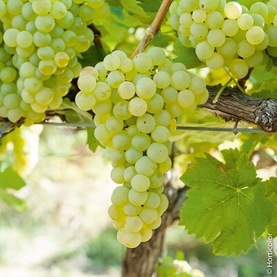 VINS BLANCS