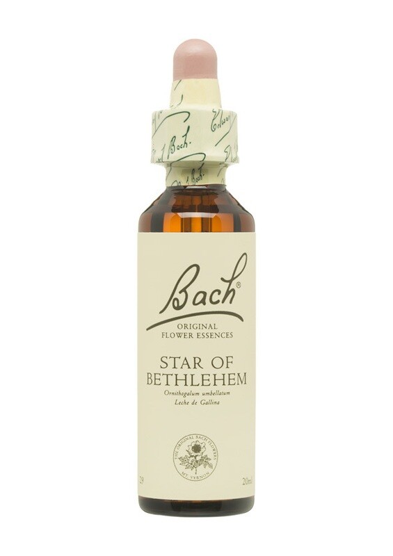 STAR OF BETHLEHEM (LECHE DE GALLINA) - FLORES DE BACH