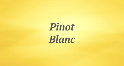Pinot Blanc