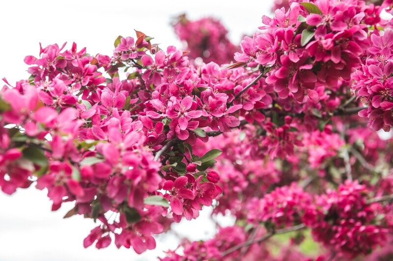 Printemps