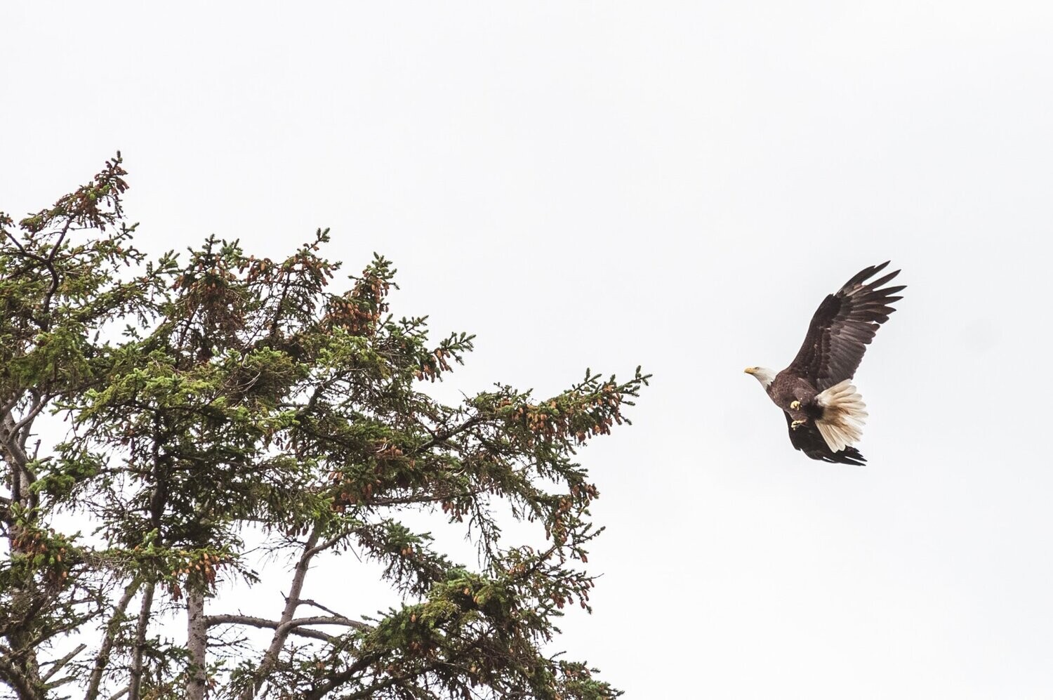 Alaska