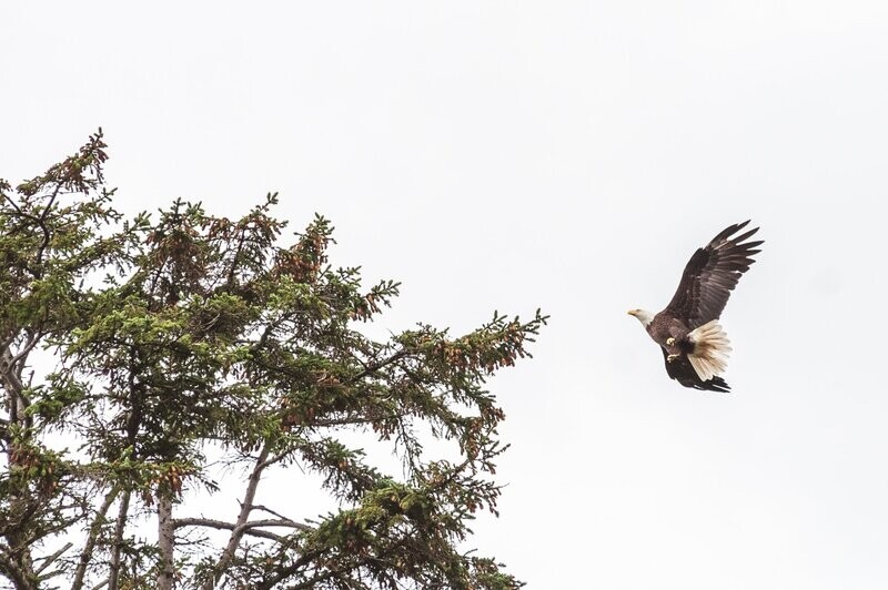 Alaska
