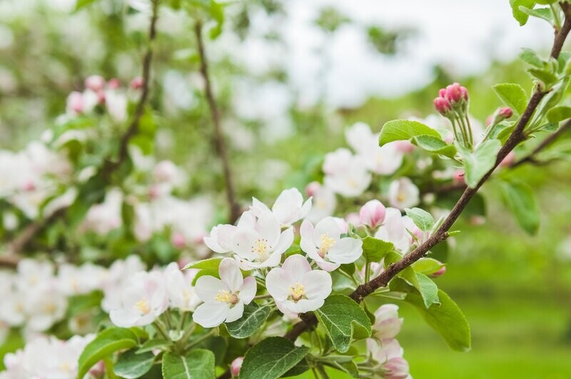 Printemps