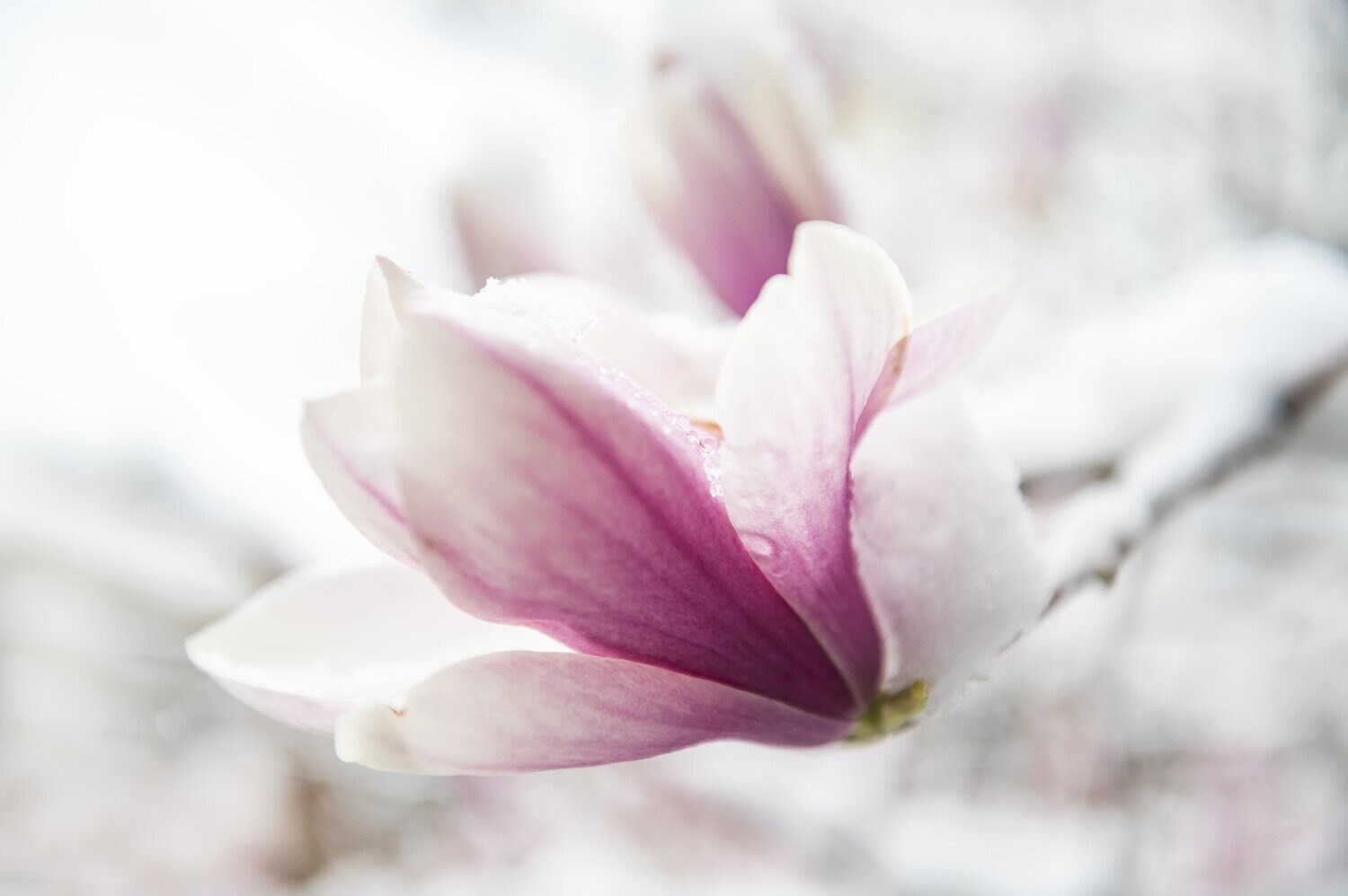 Printemps