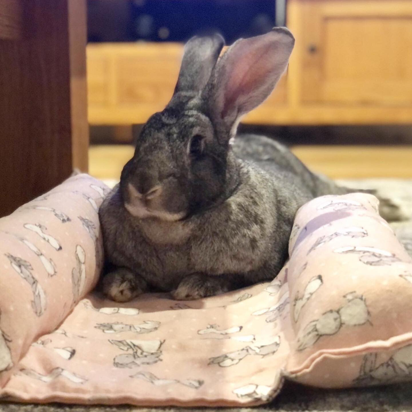 Bunny Bed