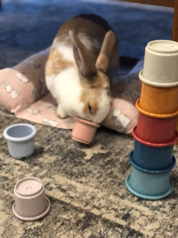 Stacking Cups