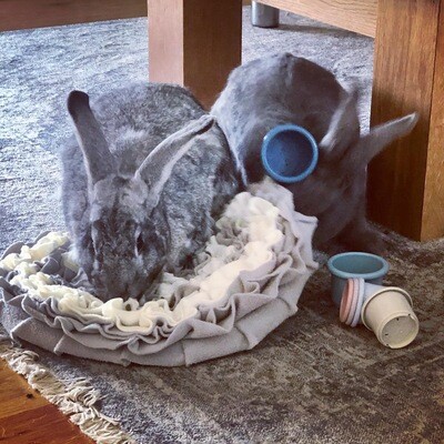 Enrichment Toys &amp; Accessories