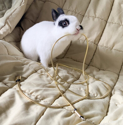 Bunny Proof Phone Charger Cable
