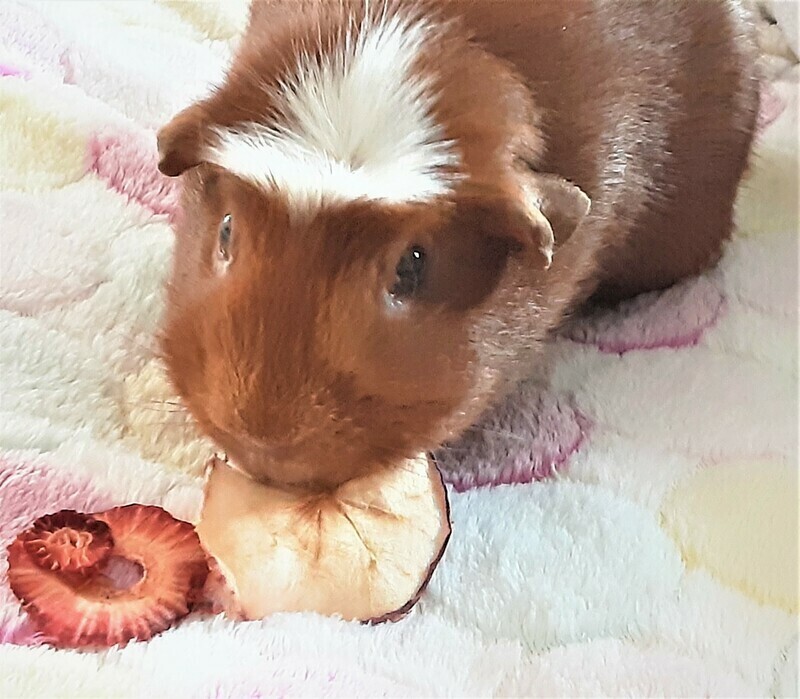 Fruit Bag