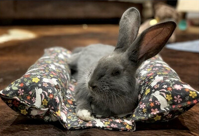 *Bunny Bed from Christchurch Rabbit Rescue*