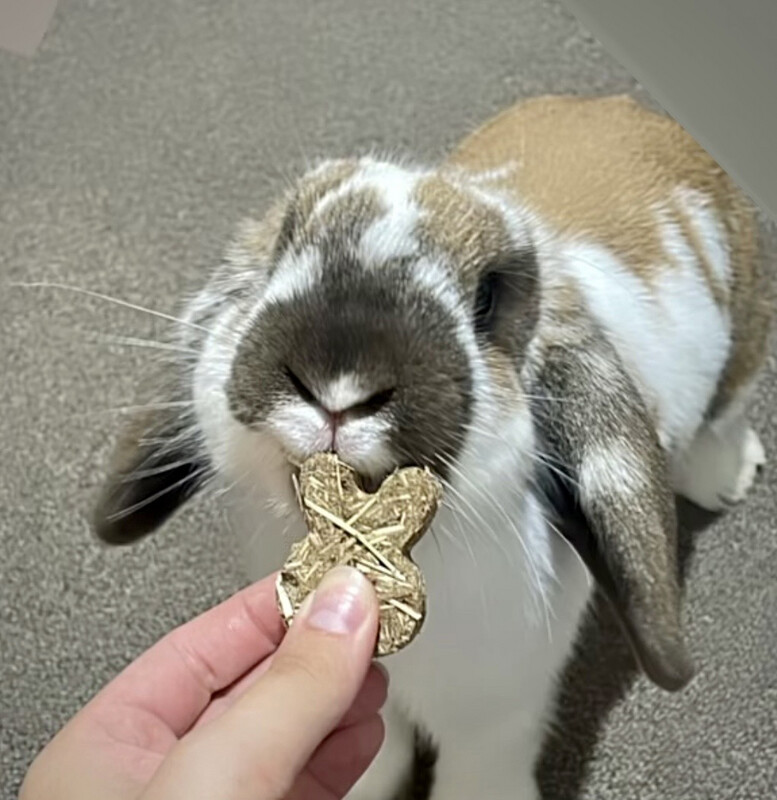 In Memory of Thumper 🐰21-23 🌈