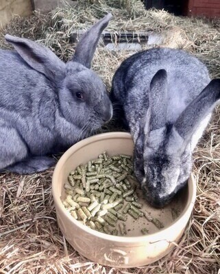 Rabbit &amp; Guinea Pig Pellets