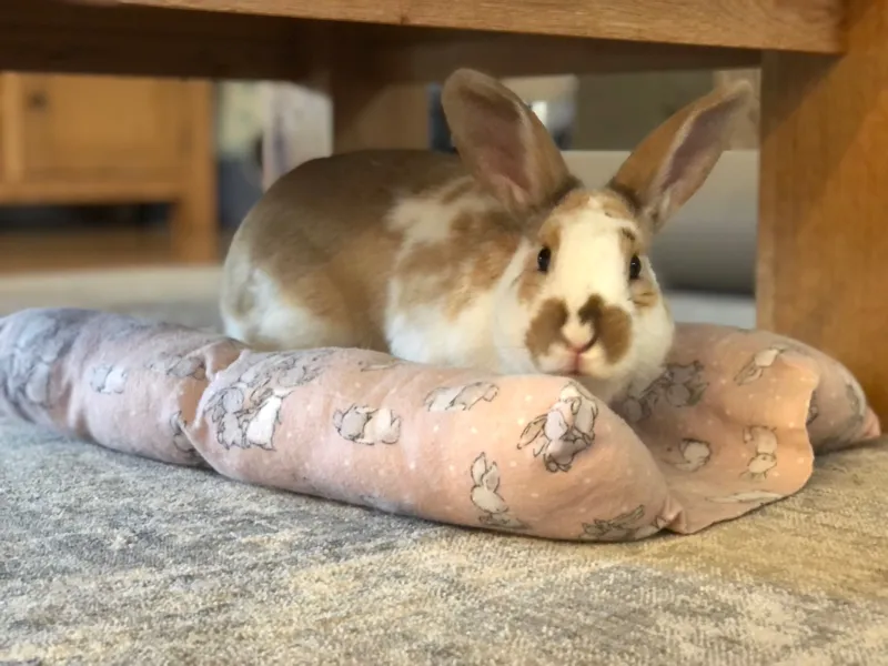 *Bunny Bed from Christchurch Rabbit Rescue*