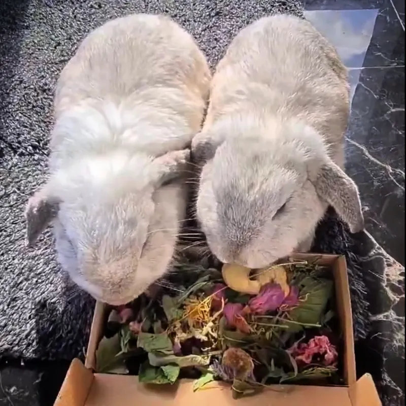 Box of Forage Sprinkles