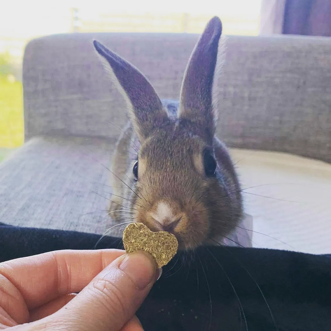 Healthy Wafers for Critical Care or a Nutritious Treat