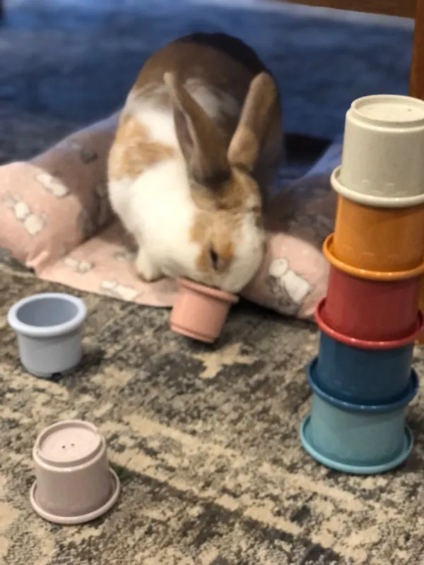 Stacking Cups