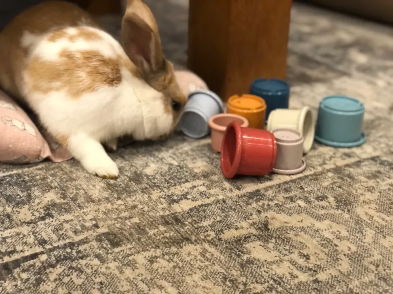 Stacking Cups