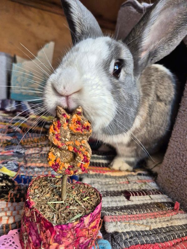 Number Cookie Lollipop