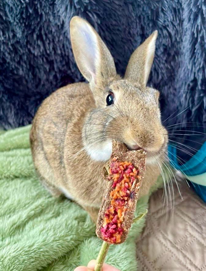 Number Cookie Lollipop