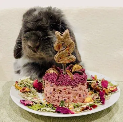 Celebration Cake ©️ – Bunny &amp; Guinea Pig Birthday Cake