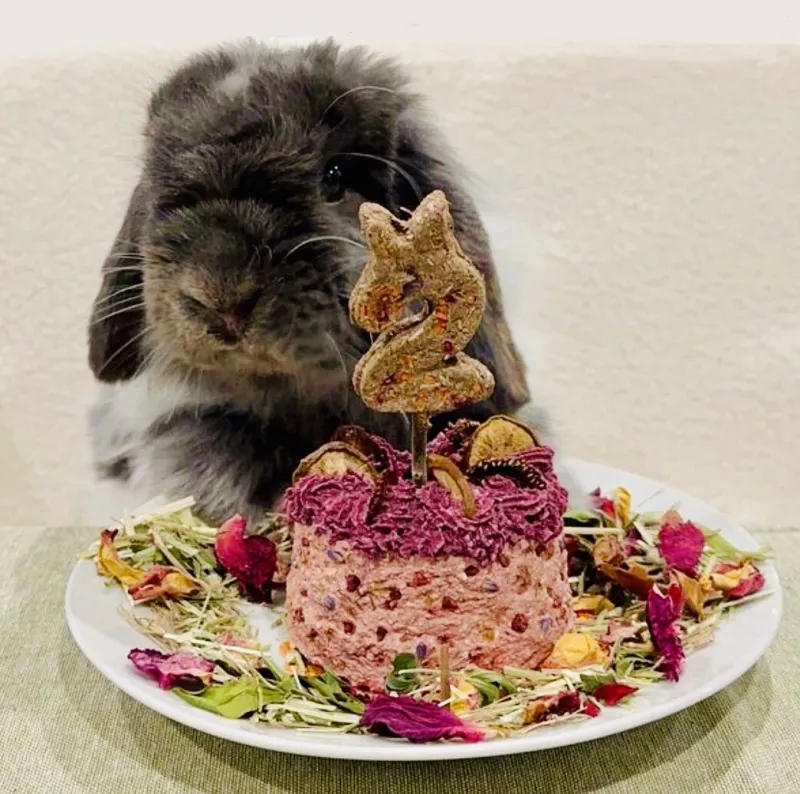 Celebration Cake ©️ – Bunny & Guinea Pig Birthday Cake Celebration Cake ©️ – Bunny & Guinea Pig Birthday Cake