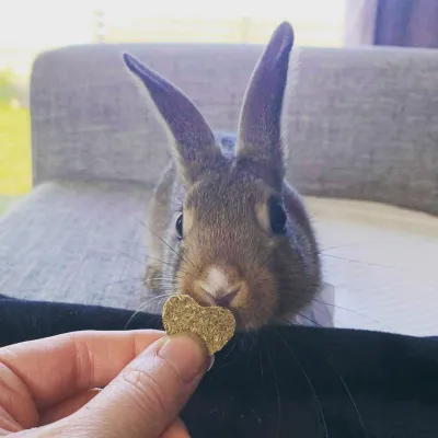 Healthy Wafers for Critical Care or a Nutritious Treat Healthy Wafers for Critical Care or a Nutritious Treat