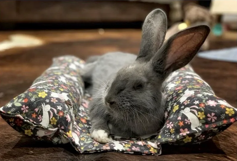 *Bunny Bed from Christchurch Rabbit Rescue* *Bunny Bed from Christchurch Rabbit Rescue*