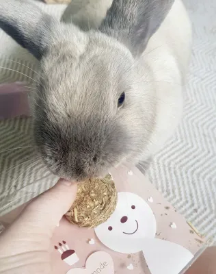 16 Timothy Hay Cakes - Large 160g