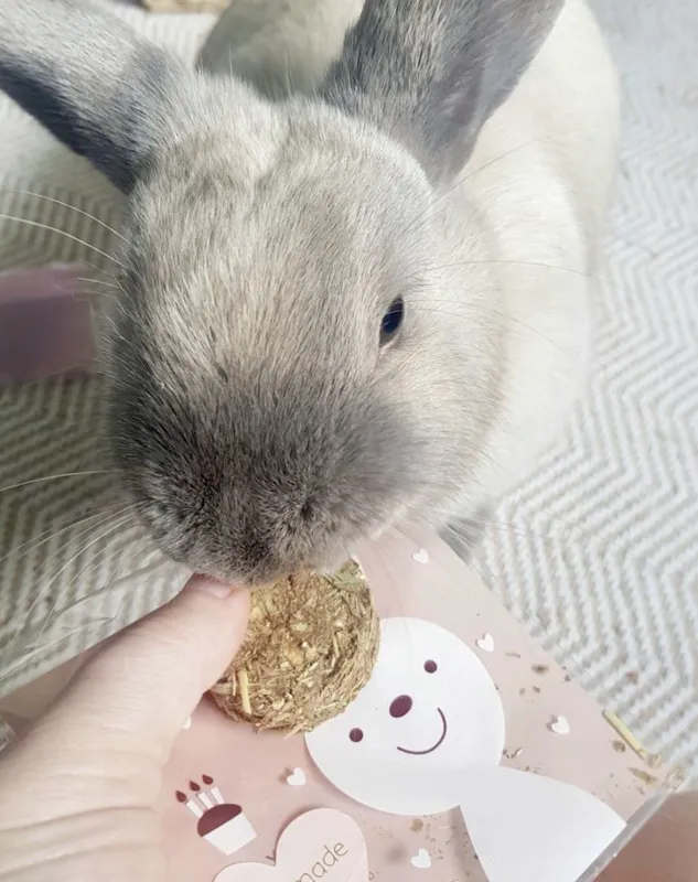 16 Timothy Hay Cakes - Large 160g