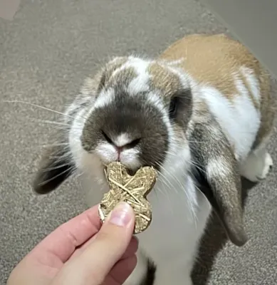 12 Bunny Timothy Cakes - Large 125g