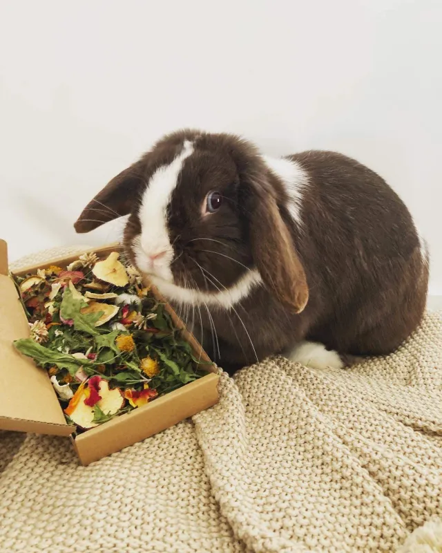 Box of Forage Sprinkles