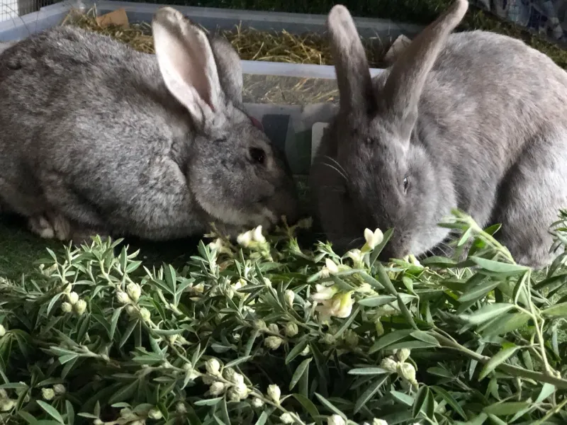 Lucerne Tree Leaves On Twigs