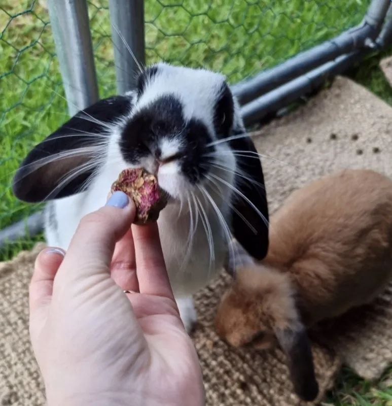 18 Flower Cookies with Sprinkles on Top - 90g