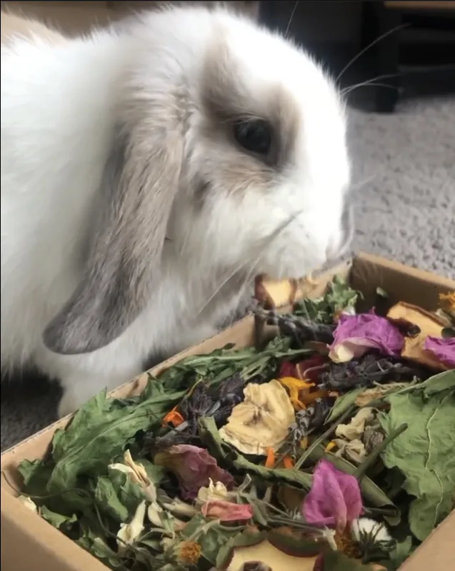 Box of Forage Sprinkles