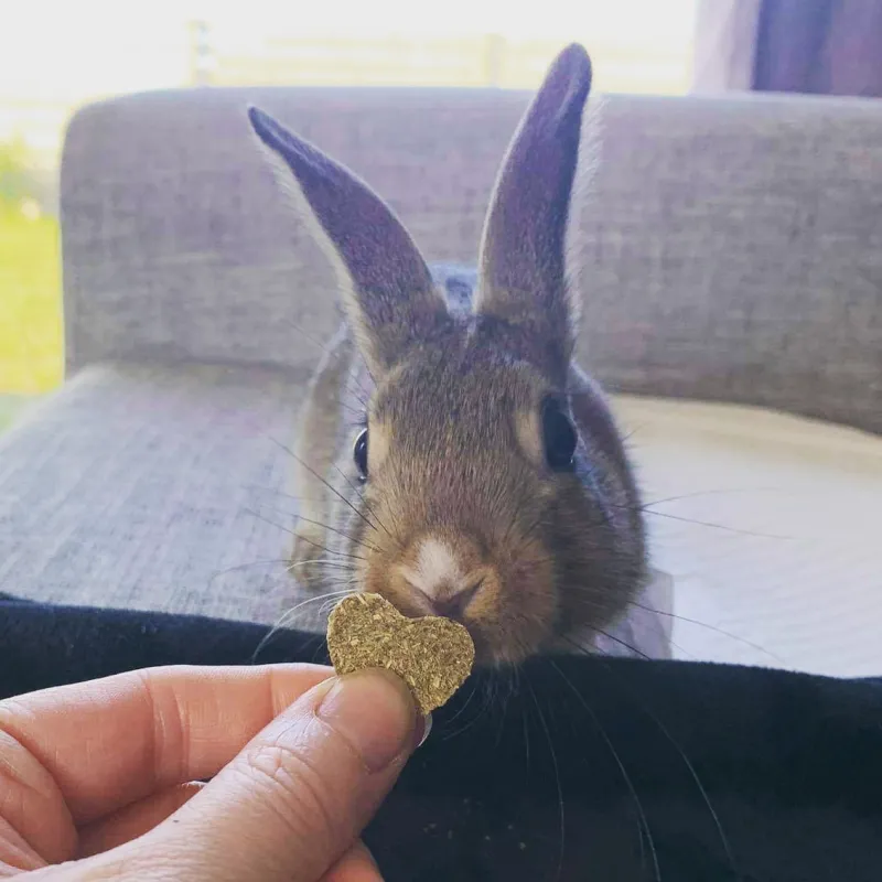 Healthy Wafers for Critical Care or a Nutritious Treat