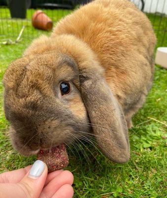 20 Beetroot Berry Brownies 115g