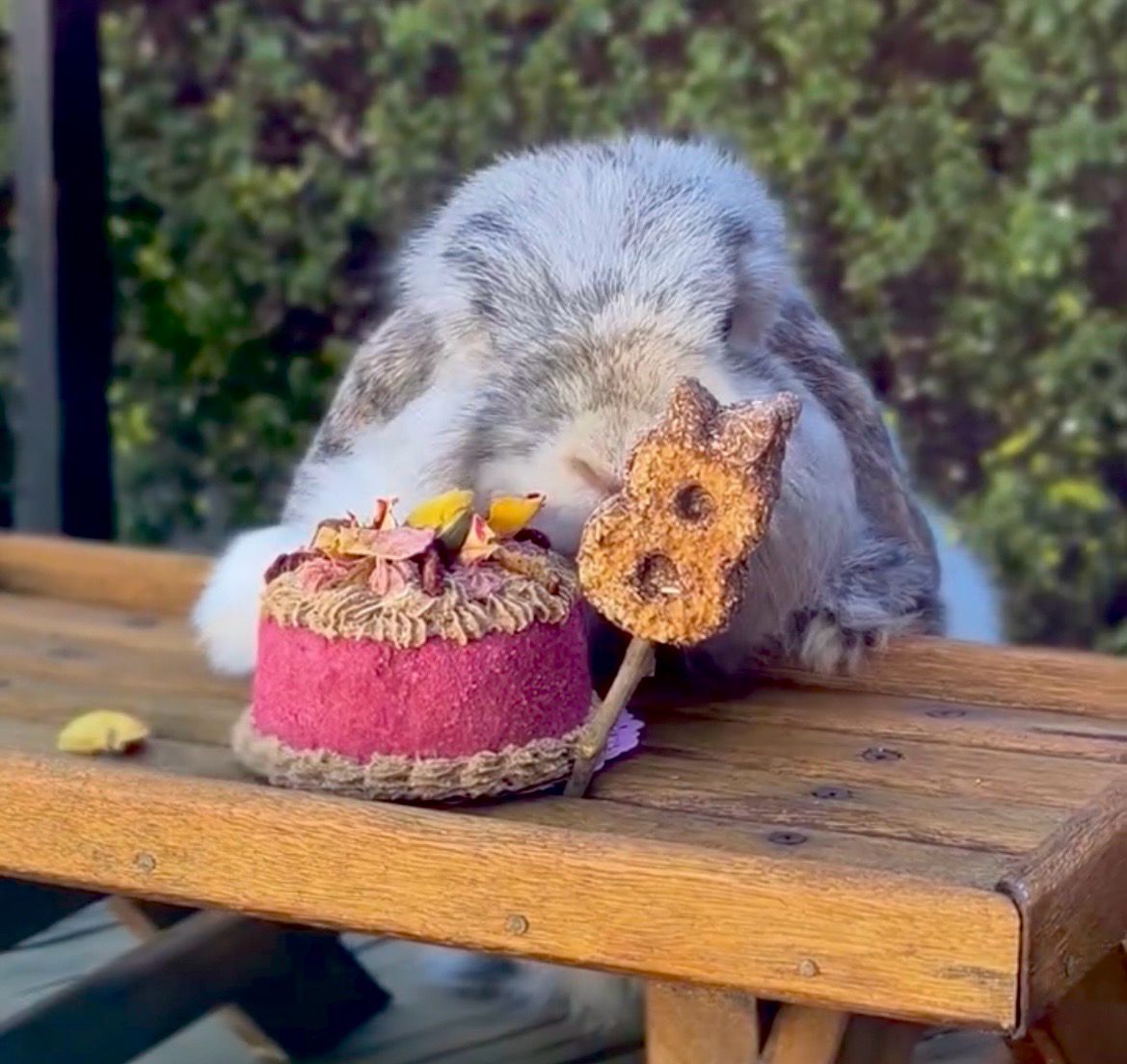 Celebration Cake ©️ – Bunny &amp; Guinea Pig Birthday Cake