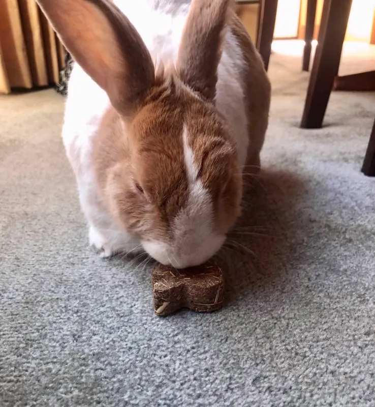 12 Bunny Timothy Cakes - Large 125g